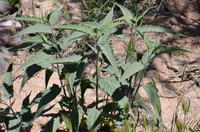 Canyon Ragweed has alternate, lanceolate or narrowly triangular dark green leaves. Leaves are dramatic looking, up to 8 inches or more long, hairy and sticky with sharply toothed margins. Ambrosia ambrosioides